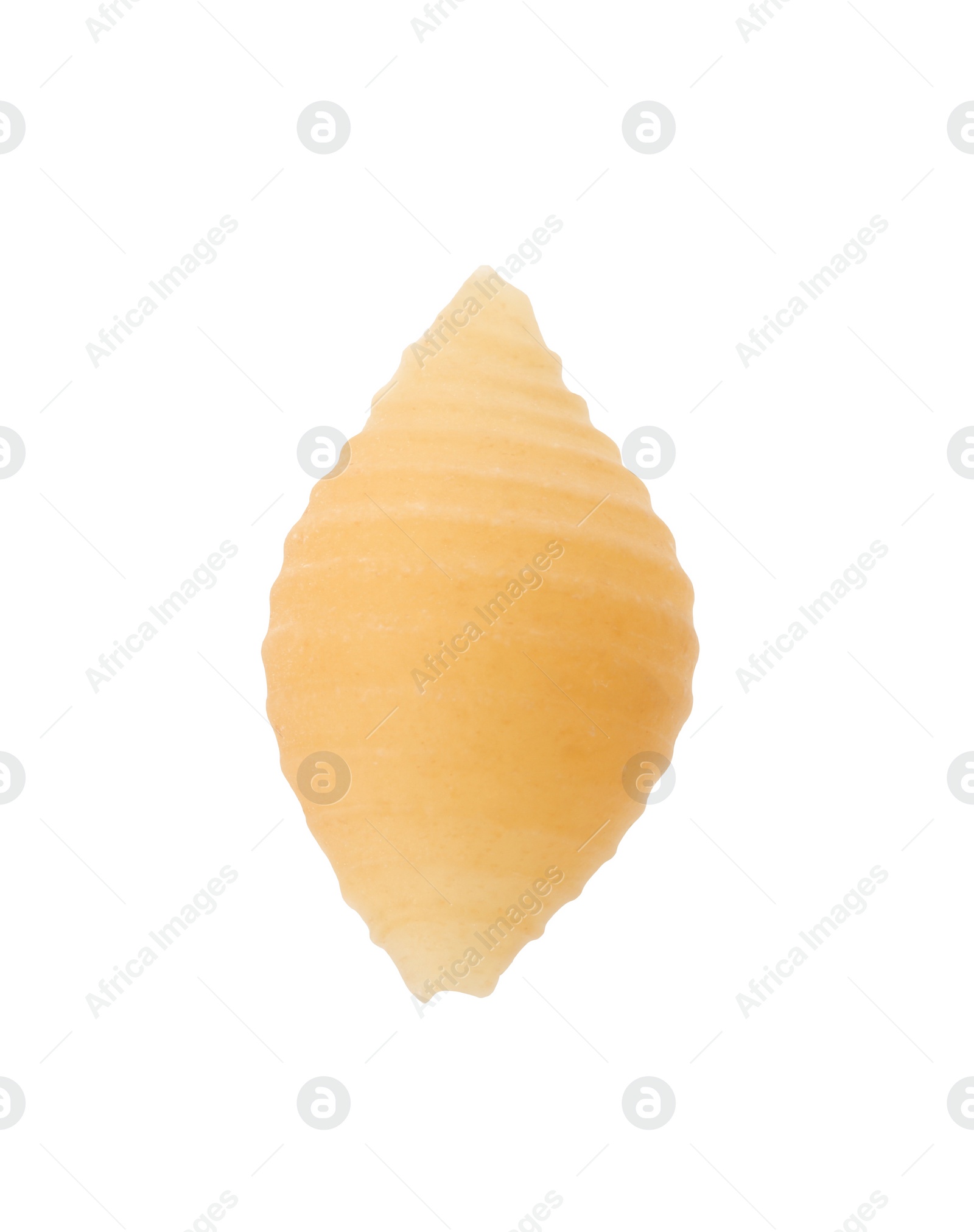 Photo of One piece of raw conchiglie pasta isolated on white