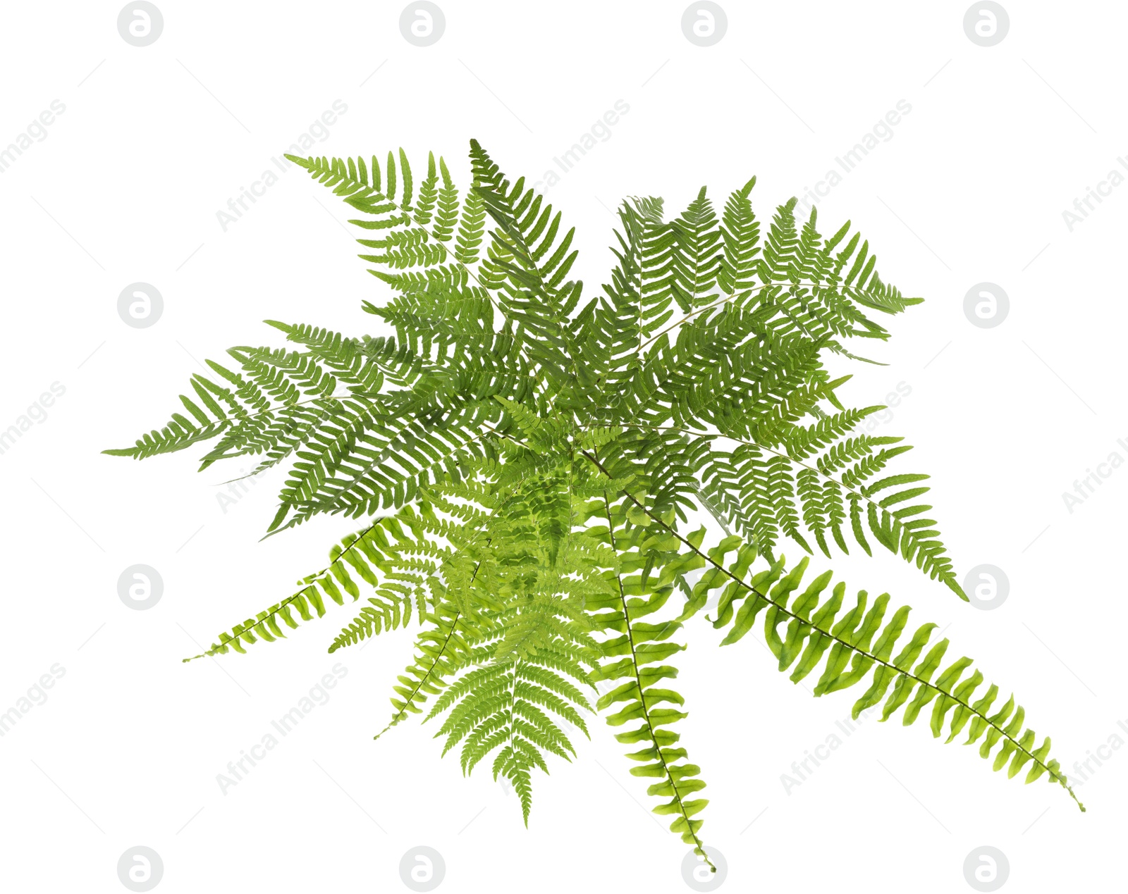 Image of Beautiful tropical fern leaves on white background