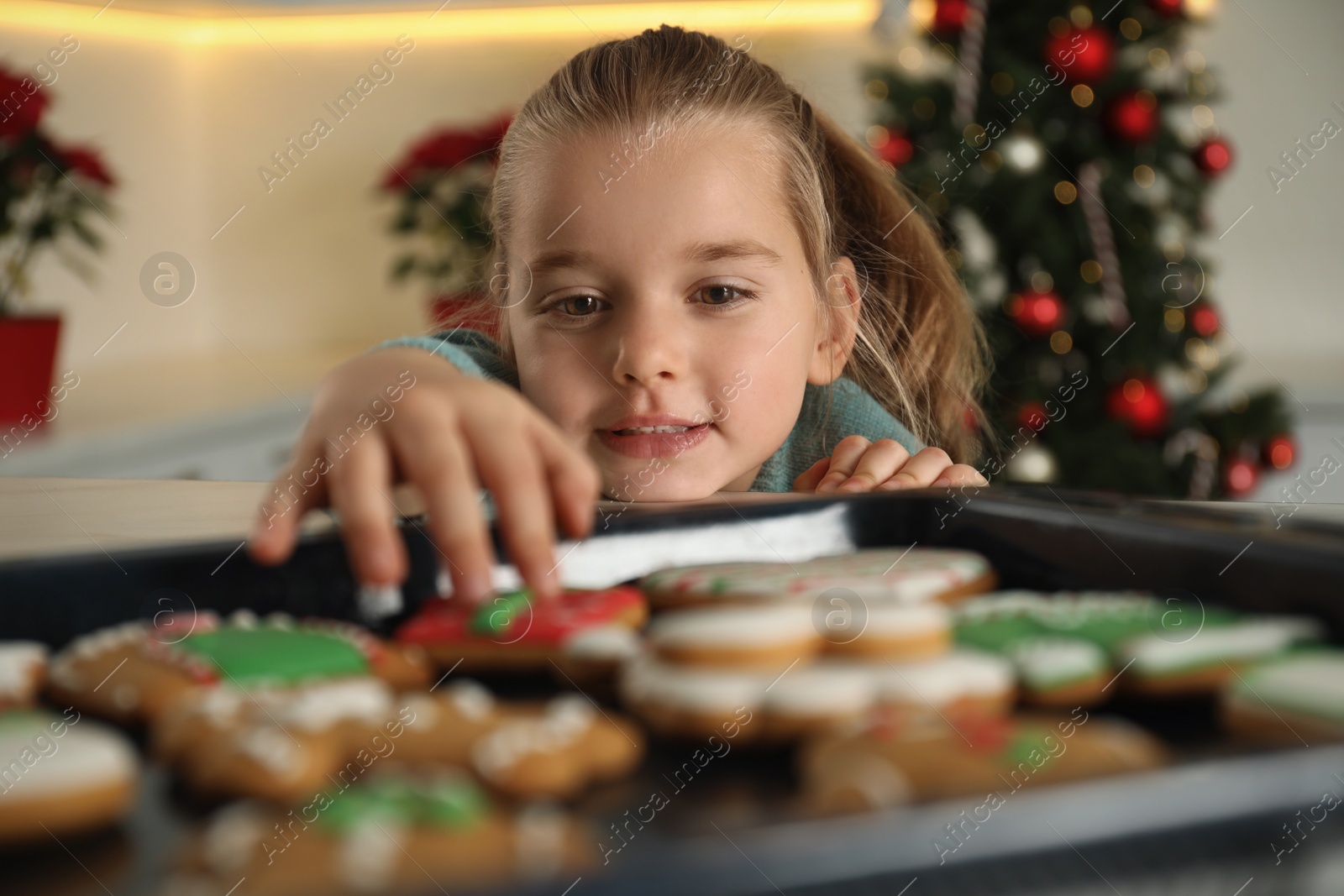 Photo of Cute little girl taking fresh Christmas gingerbread cookie from baking sheet at table indoors