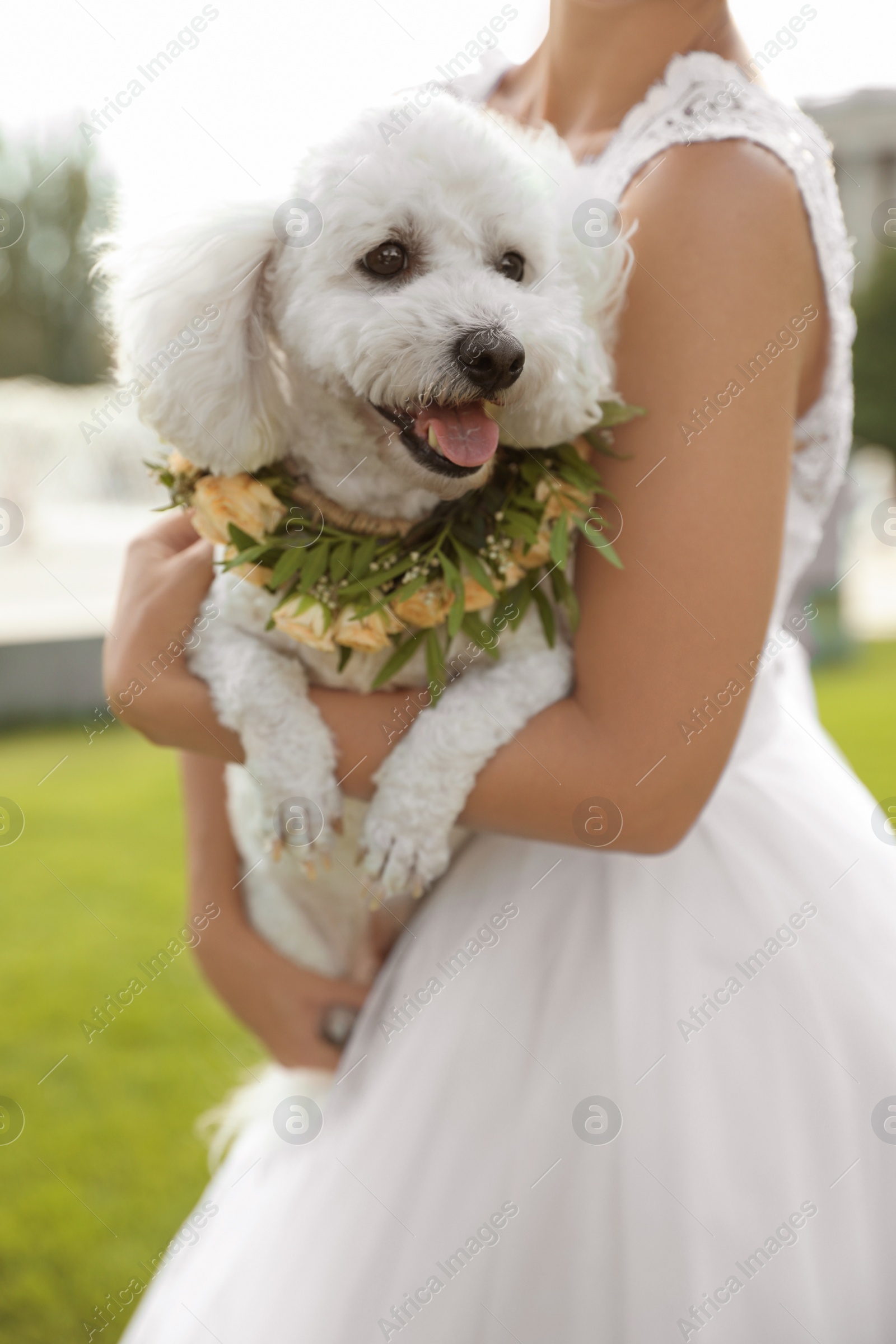 Photo of Bride and adorable Bichon wearing wreath made of beautiful flowers outdoors, closeup