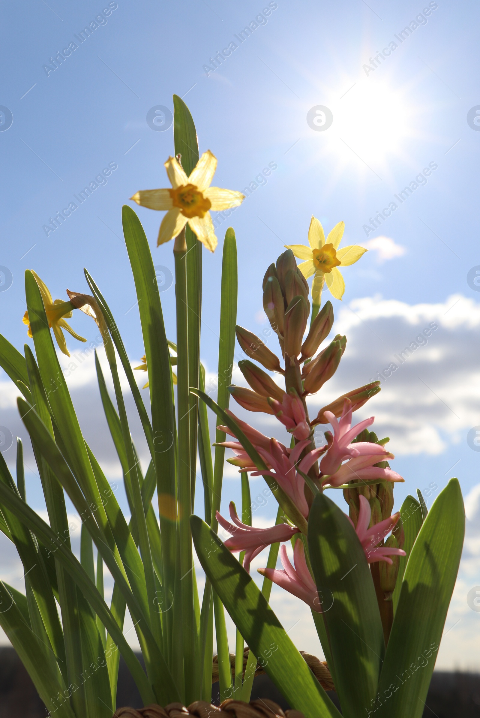 Photo of Beautiful spring flowers growing outdoors on sunny day