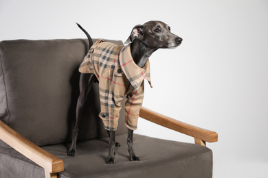 Photo of Italian Greyhound dog in shirt on armchair against light background
