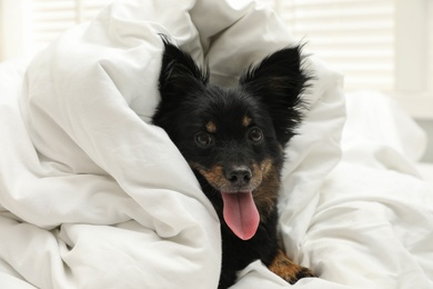 Adorable dog covered with blanket at home