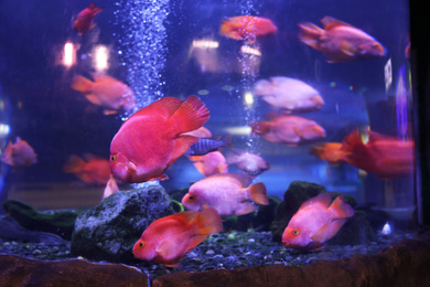 Photo of Beautiful blood parrot cichlid fish in clear aquarium