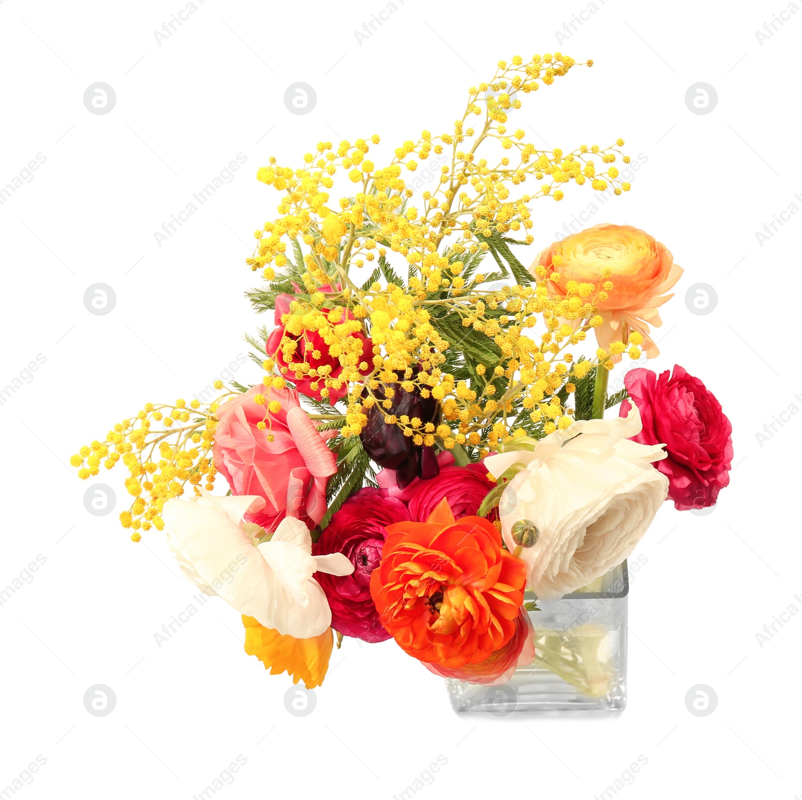 Photo of Vase with beautiful ranunculus and mimosa flowers on white background