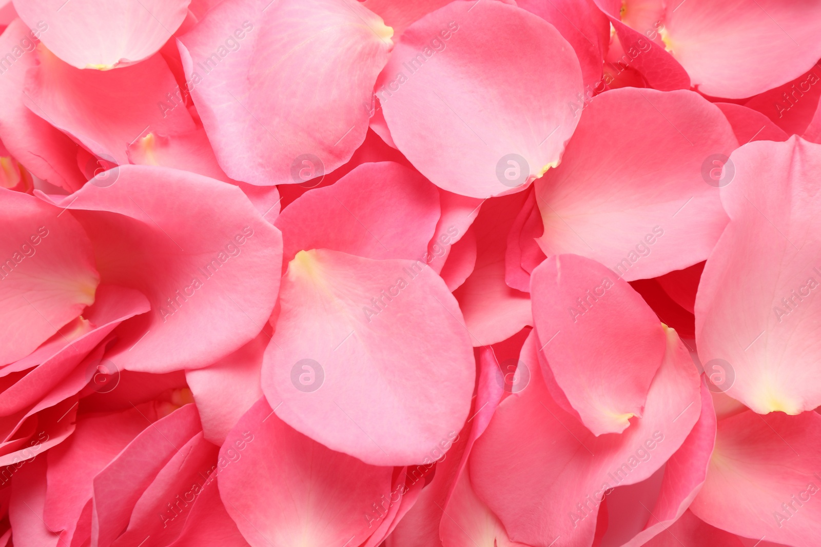 Photo of Fresh pink rose petals as background, closeup