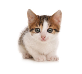 Photo of Cute little kitten on white background. Baby animal