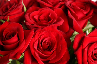Photo of Beautiful red rose flowers as background, closeup