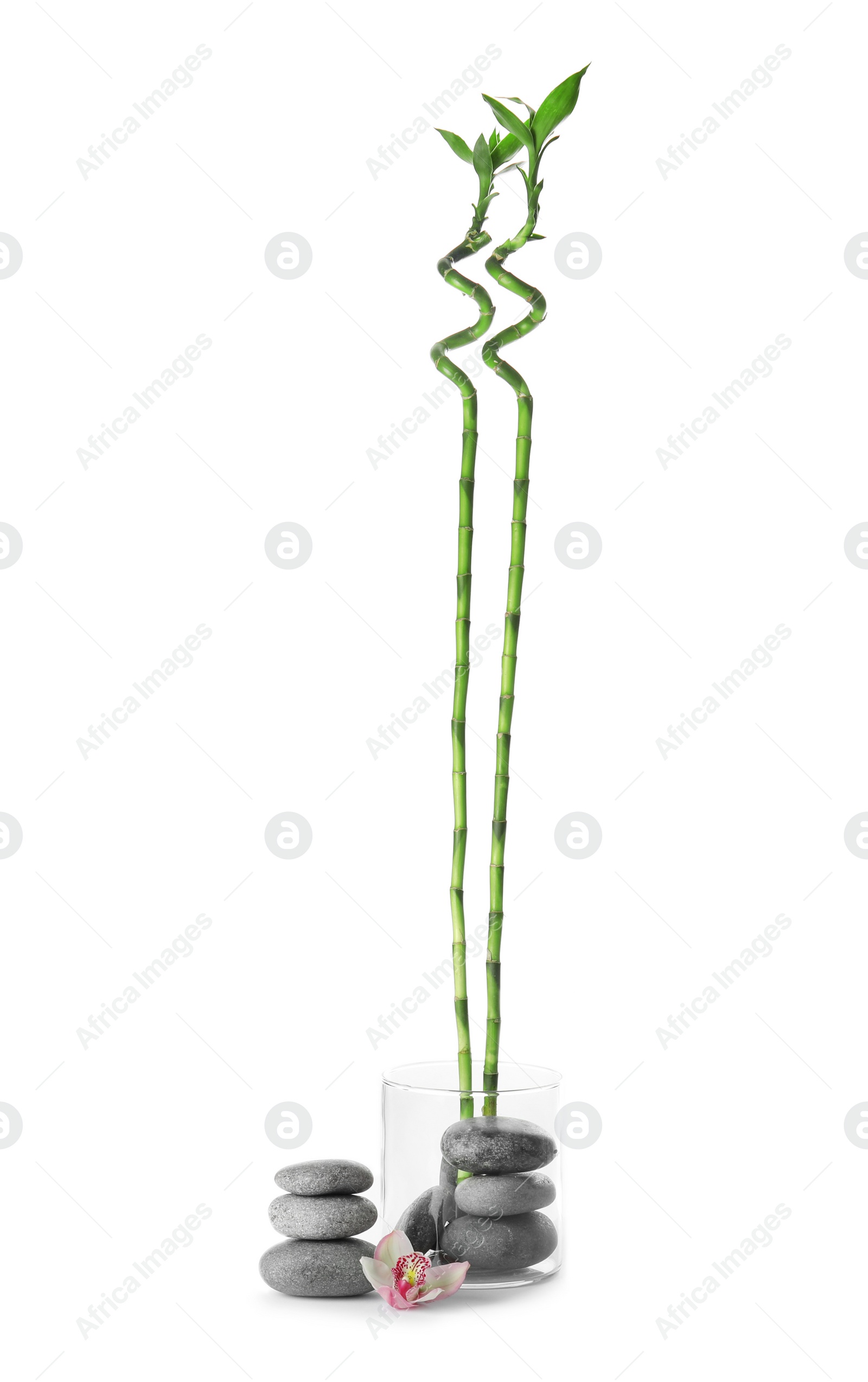 Photo of Bamboo branches, flower and stones isolated on white