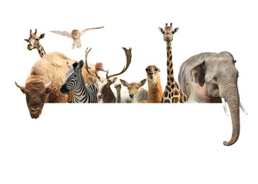 Image of Group of different wild animals standing behind banner on white background, collage