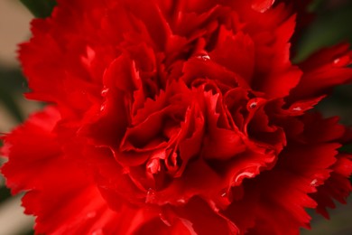 Photo of Red carnation flower with water drops, closeup