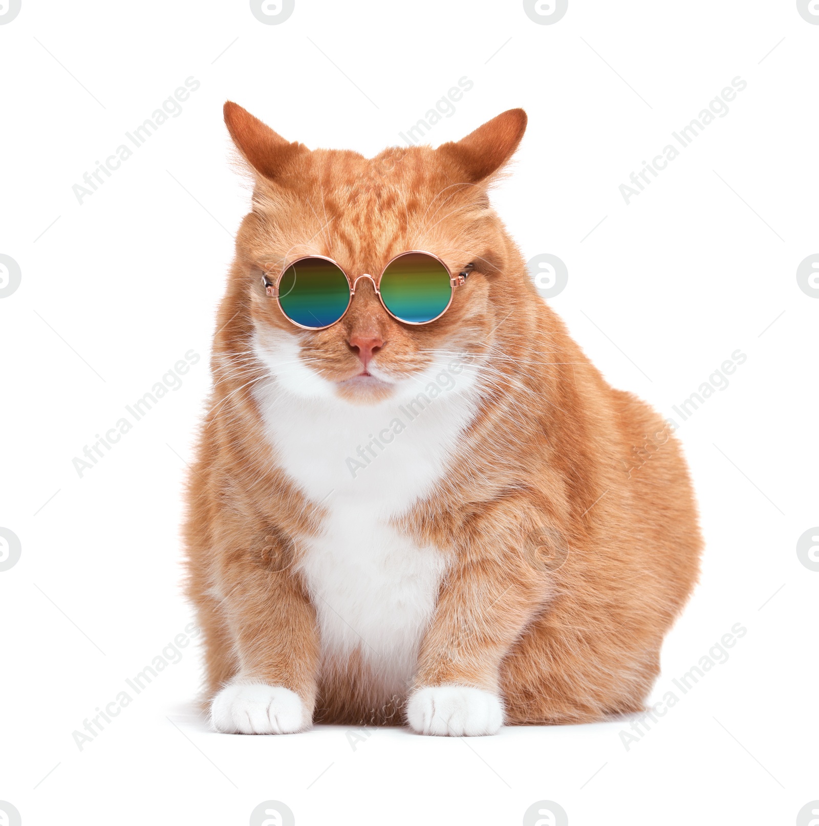 Photo of Cute ginger cat in stylish sunglasses on white background