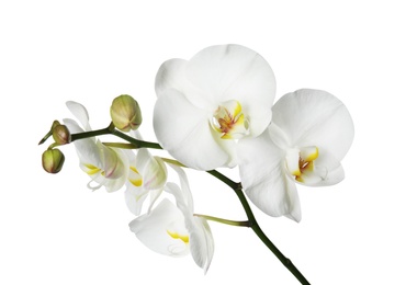 Photo of Beautiful orchid flower on white background. Tropical plant