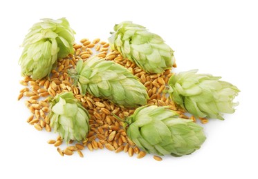 Fresh green hops and wheat grains on white background