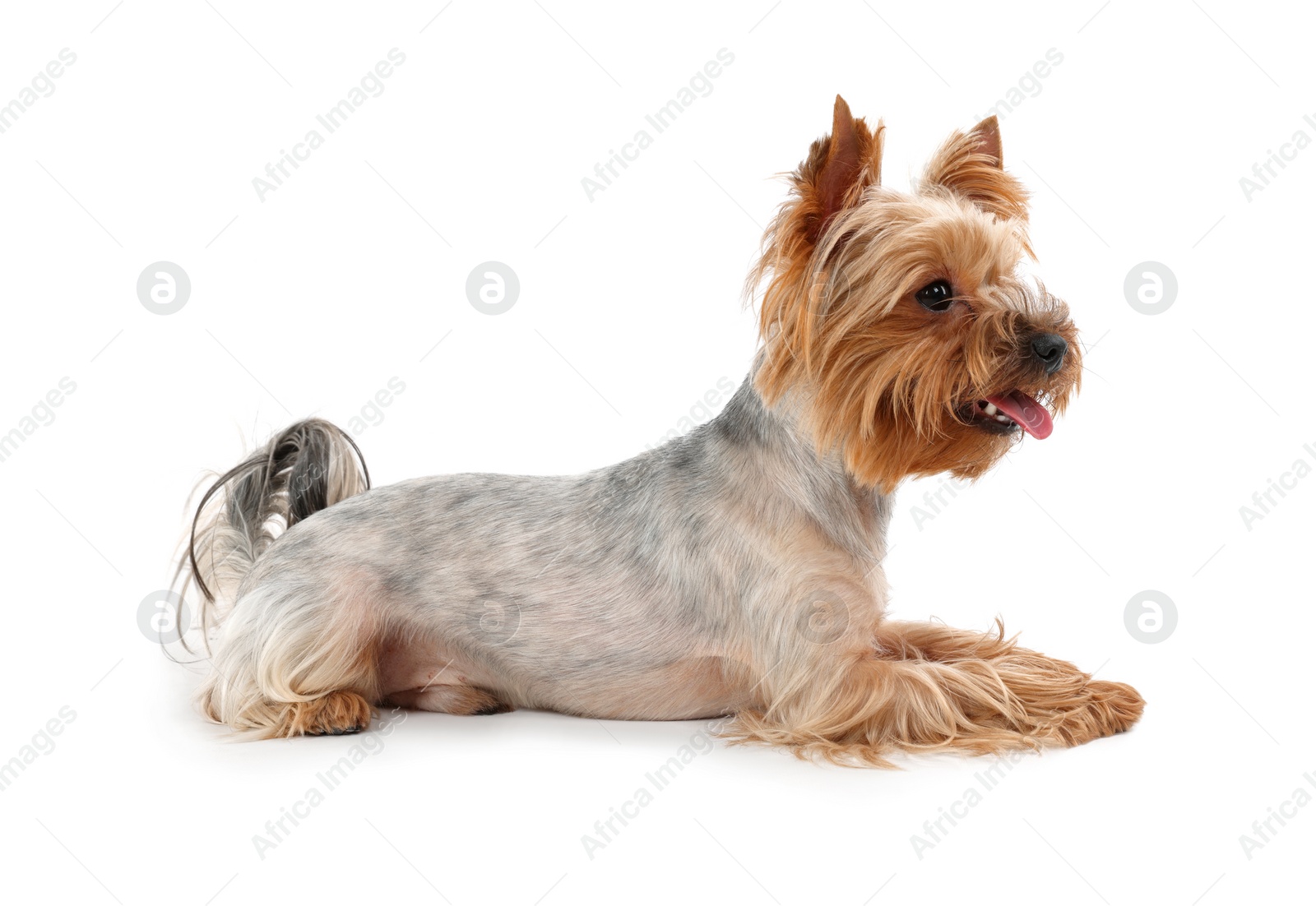 Photo of Cute Yorkshire Terrier with toothbrush on white background