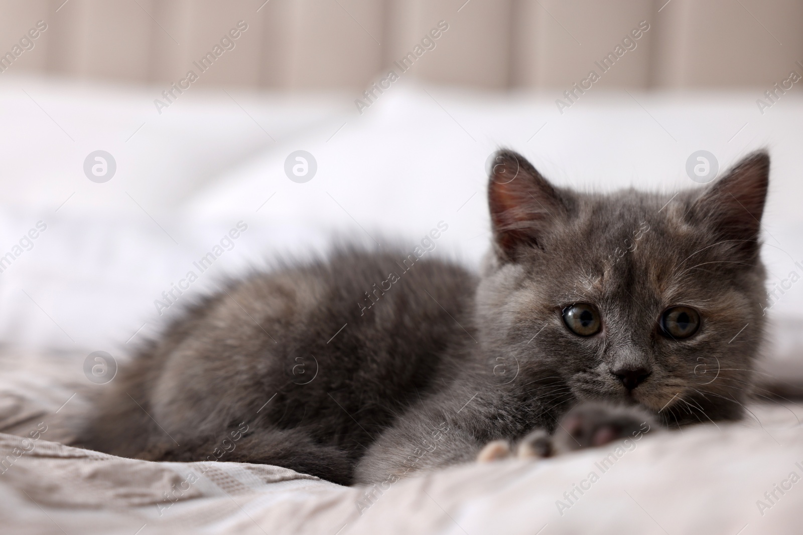 Photo of Cute fluffy kitten lying on soft bed