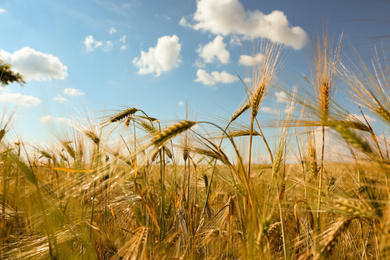Photo of Wheat grain field on sunny day, closeup. Agriculture industry