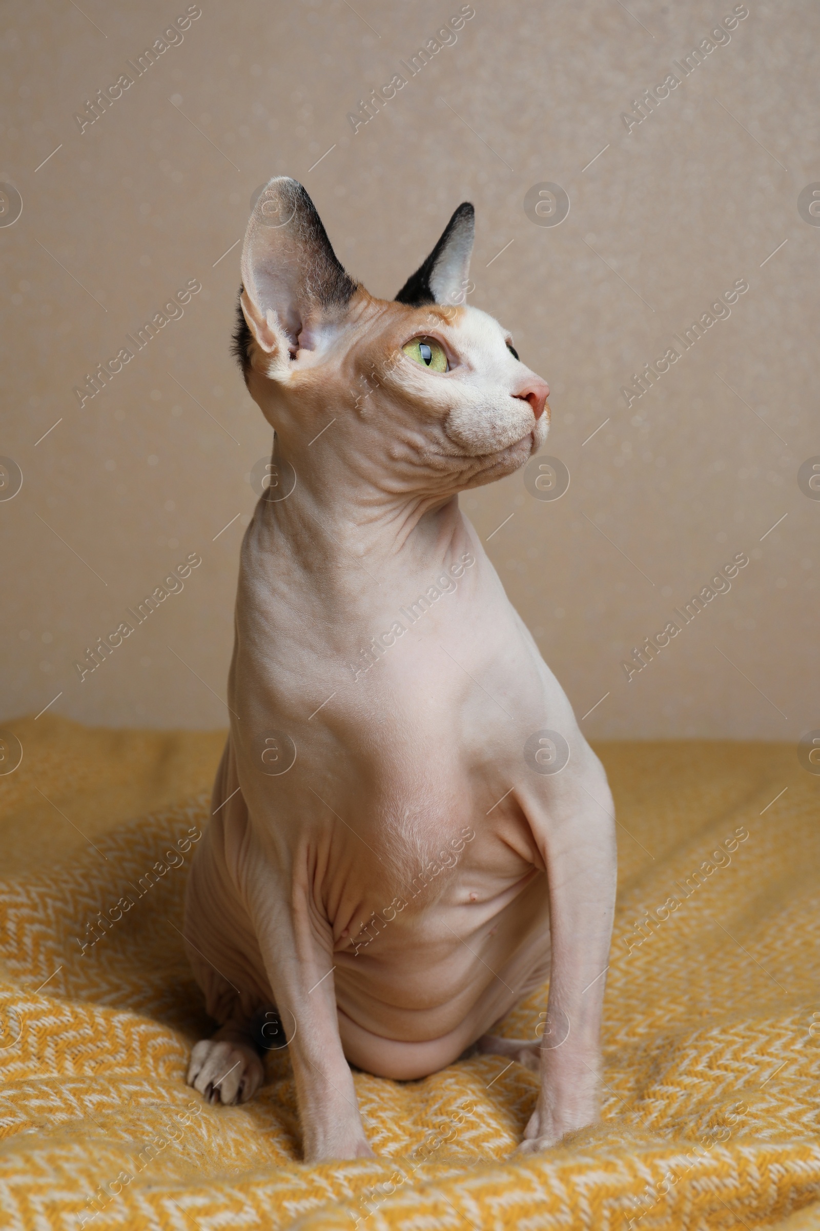 Photo of Beautiful Sphynx cat on yellow plaid against beige background