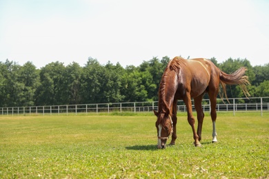 Photo of Chestnut horse in paddock on sunny day. Beautiful pet