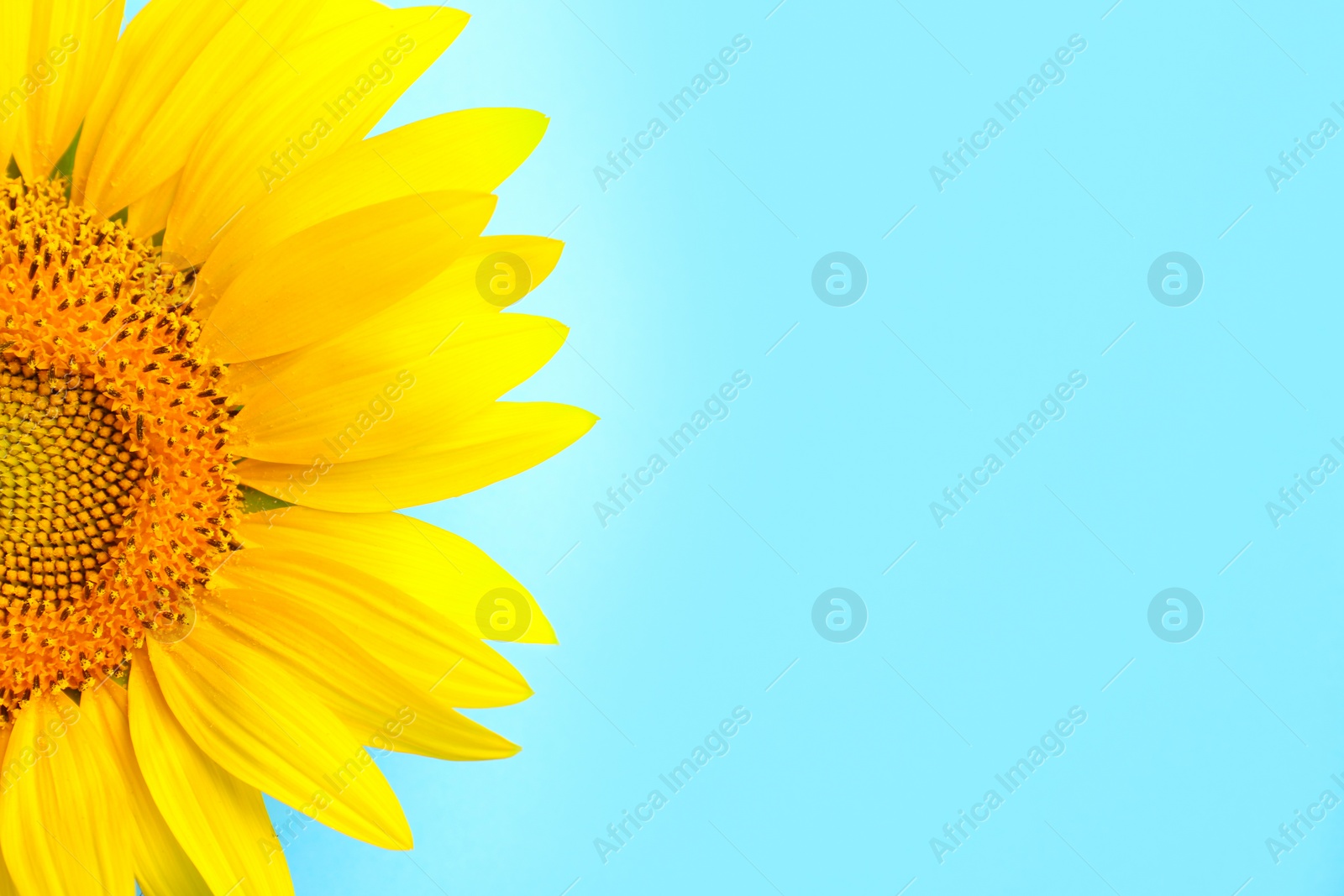 Photo of Beautiful bright sunflower on light blue background, closeup. Space for text