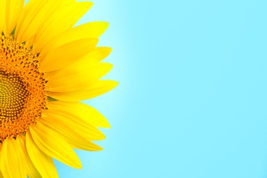 Beautiful bright sunflower on light blue background, closeup. Space for text