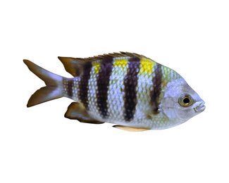 Image of Beautiful sergeant major fish on white background