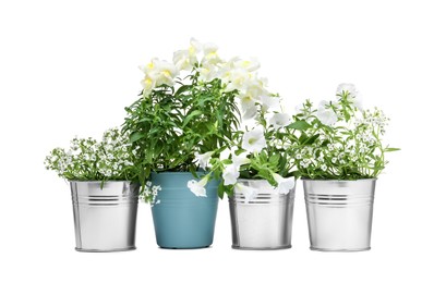 Photo of Different beautiful flowers in pots isolated on white