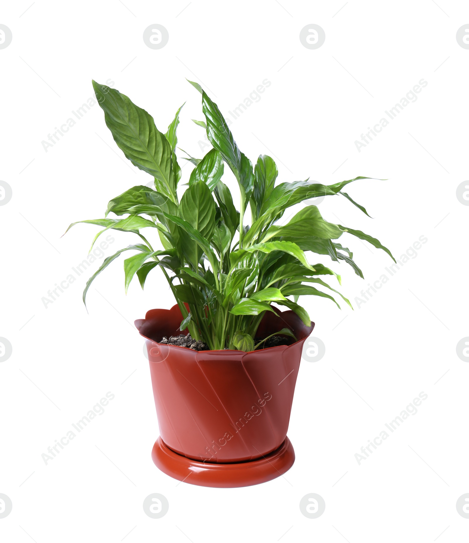 Photo of Potted Spathiphyllum plant with green leaves isolated on white