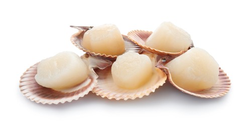 Photo of Fresh raw scallops in shells isolated on white