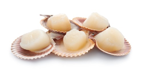 Fresh raw scallops in shells isolated on white