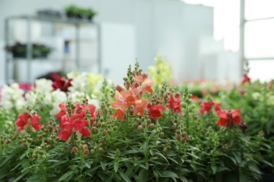 Photo of Many beautiful blooming snapdragon plants in garden center