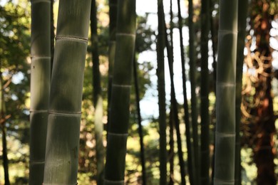 Photo of Beautiful green bamboo plants growing in forest