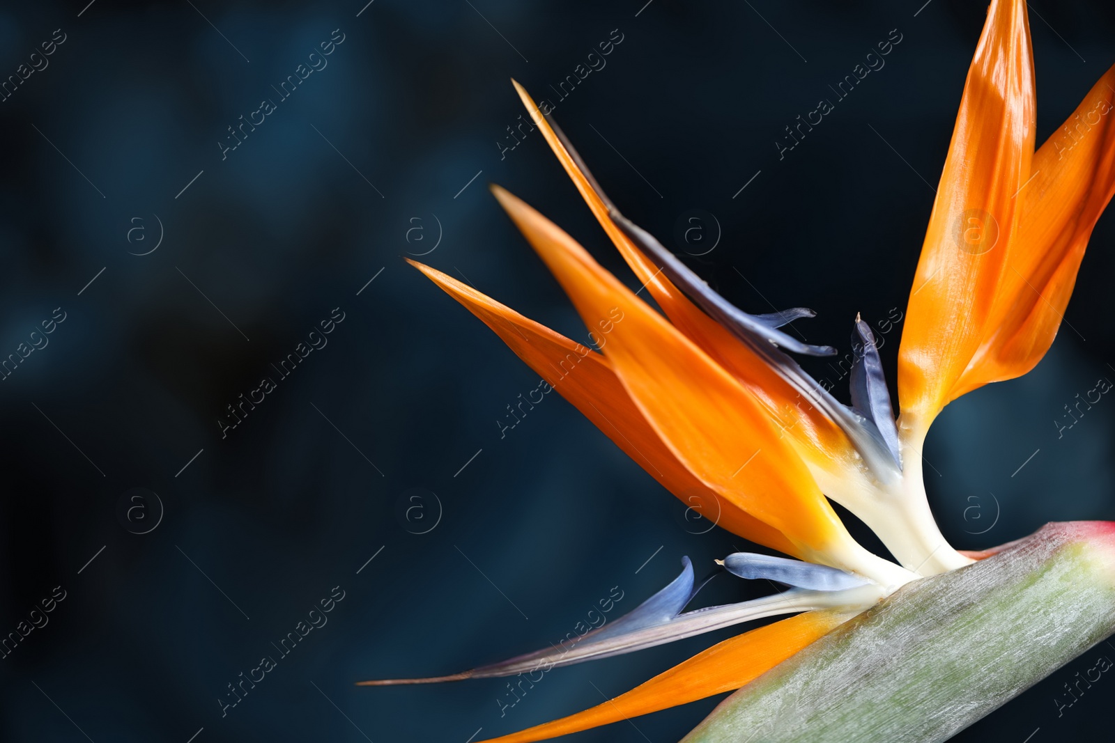 Image of Bird of Paradise tropical flower on blurred background, closeup. Space for text