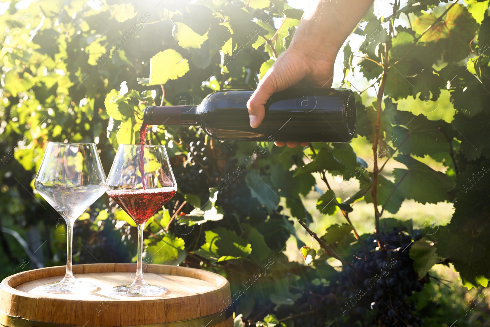 Photo of Man pouring wine from bottle into glass in vineyard, closeup