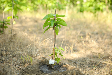 Photo of Young catalpa bignonioides tree growing outdoors. Planting and gardening