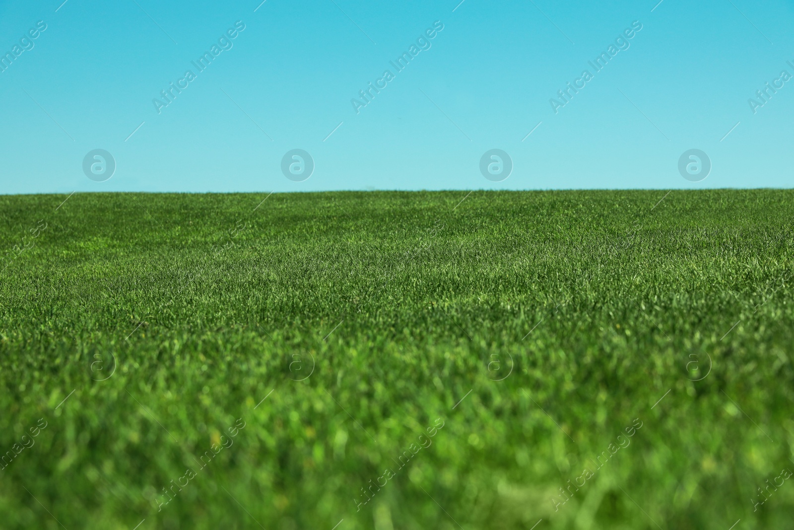 Photo of Fresh green grass growing under blue sky outdoors