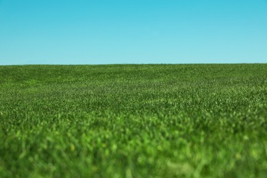 Fresh green grass growing under blue sky outdoors