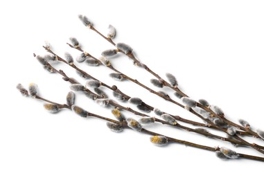 Photo of Beautiful pussy willow branches with flowering catkins isolated on white