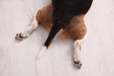 Cute dog lying on wooden floor, closeup of paws