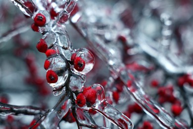 Photo of Tree with red berries in ice glaze outdoors on winter day, closeup