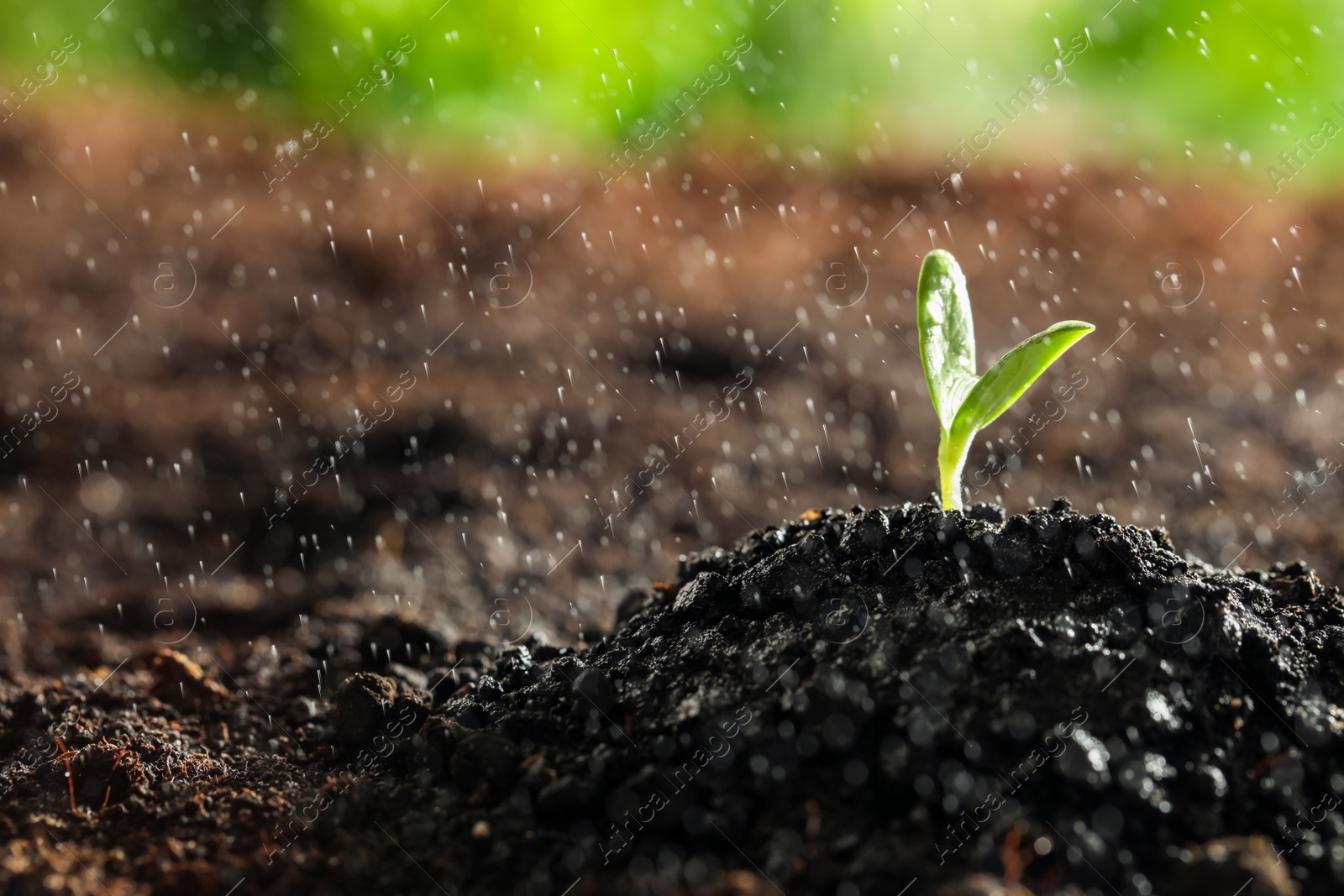 Photo of Young vegetable seedling under rain outdoors, space for text