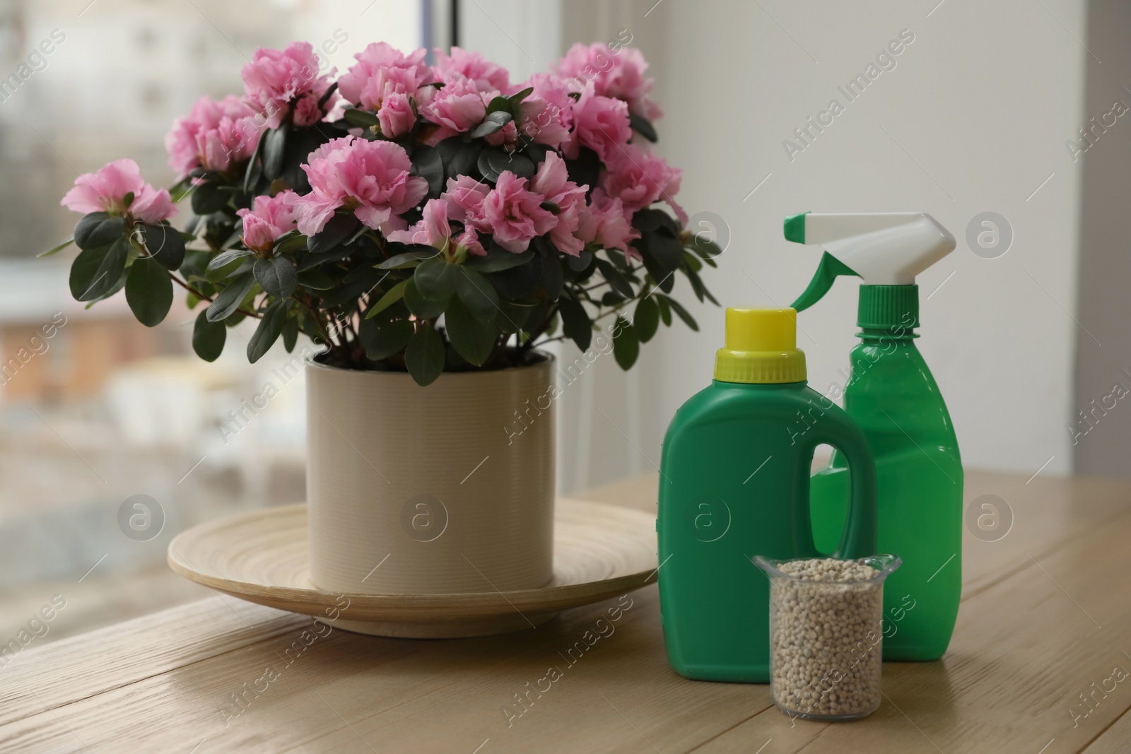 Photo of Azalea in pot and different house plant fertilizers on wooden windowsill indoors