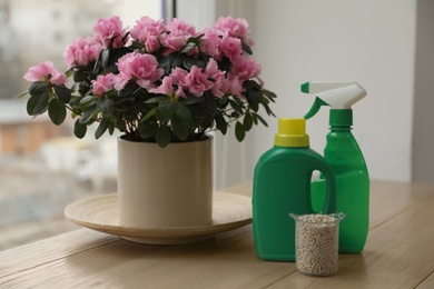 Photo of Azalea in pot and different house plant fertilizers on wooden windowsill indoors