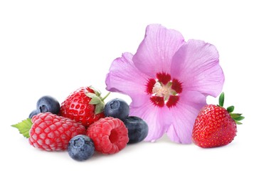 Image of Beautiful hibiscus flower and fresh tasty berries on white background