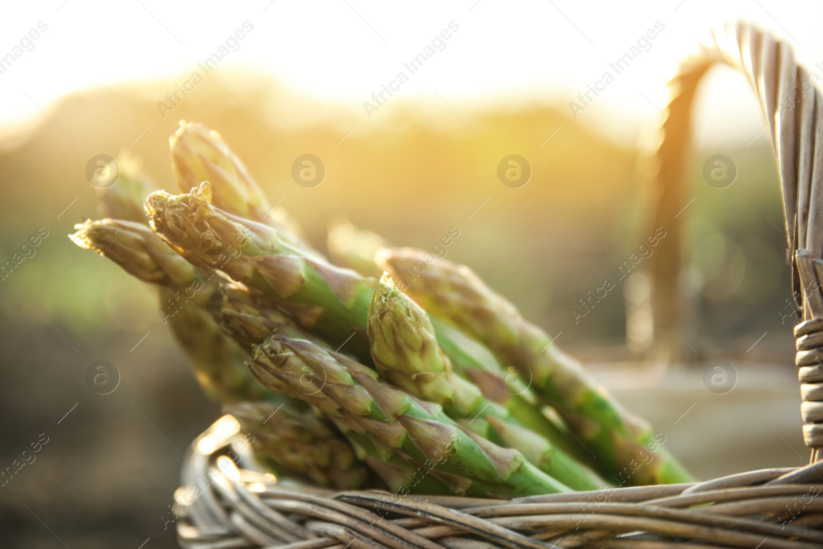 Photo of Wicker basket with fresh asparagus outdoors, closeup