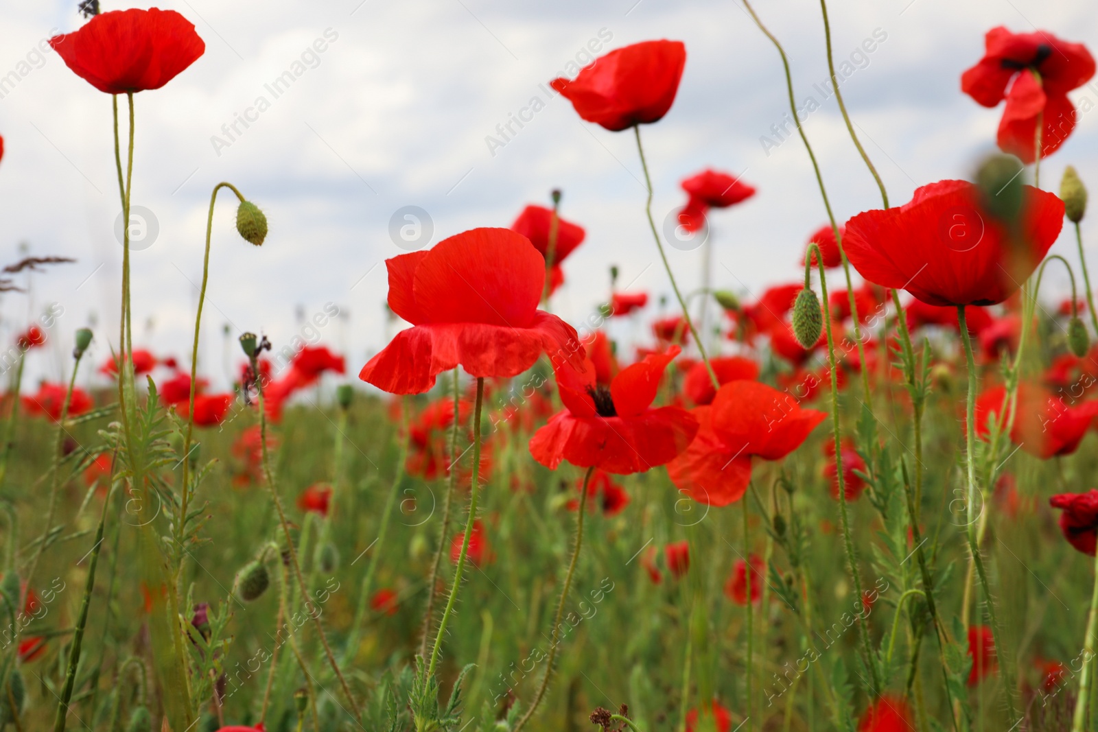 Photo of Beautiful red poppy flowers growing in field, closeup