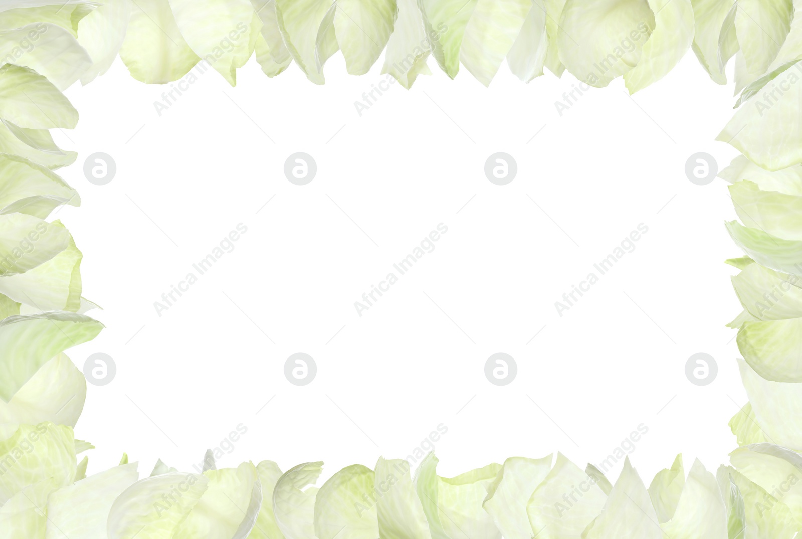 Image of Frame made with fresh leaves of cabbage on white background. Space for design