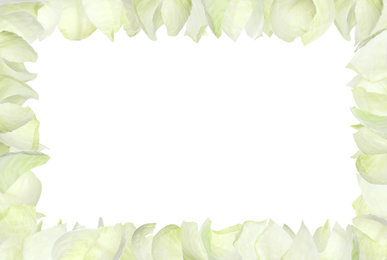 Frame made with fresh leaves of cabbage on white background. Space for design