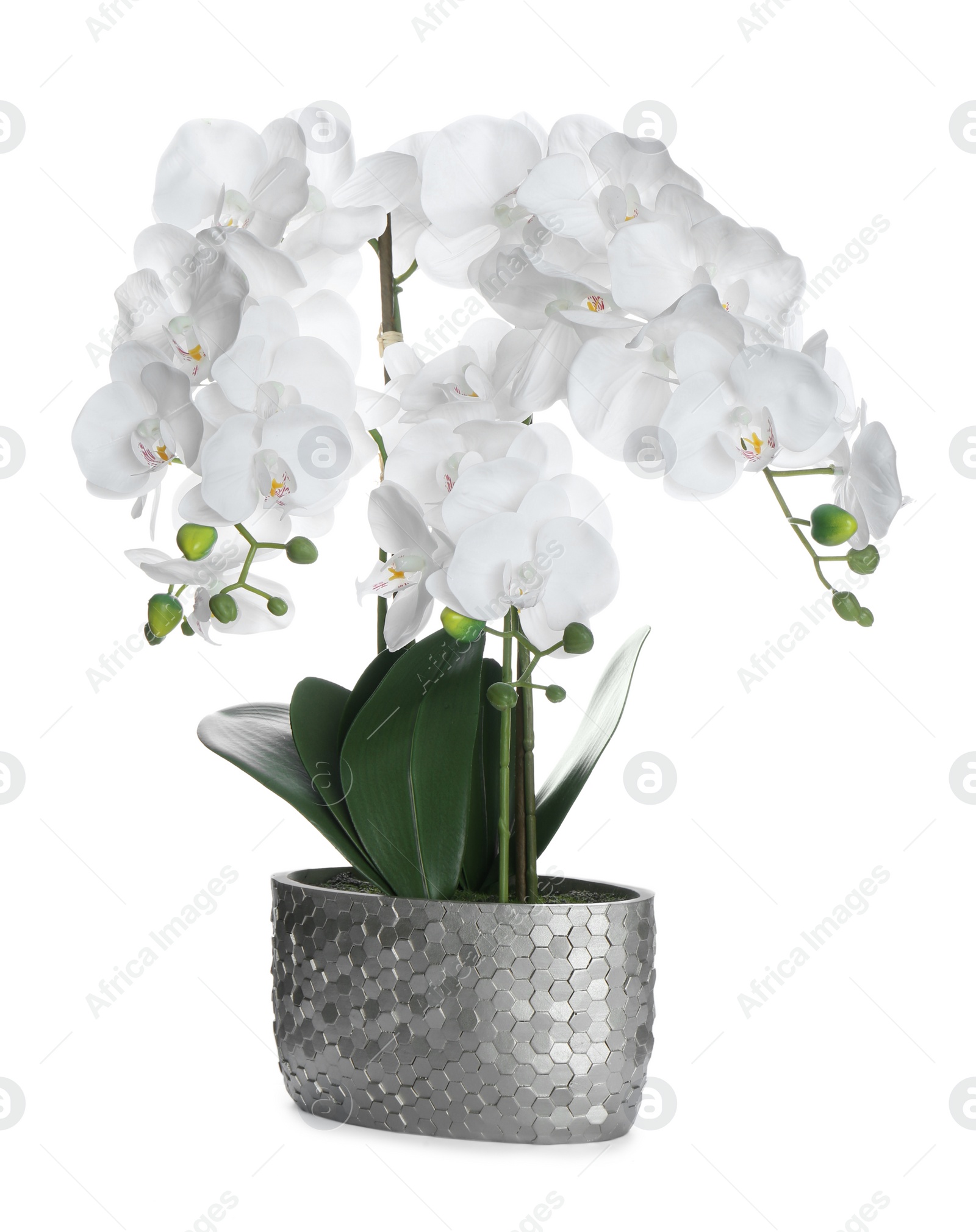 Photo of Beautiful orchid flower in pot isolated on white