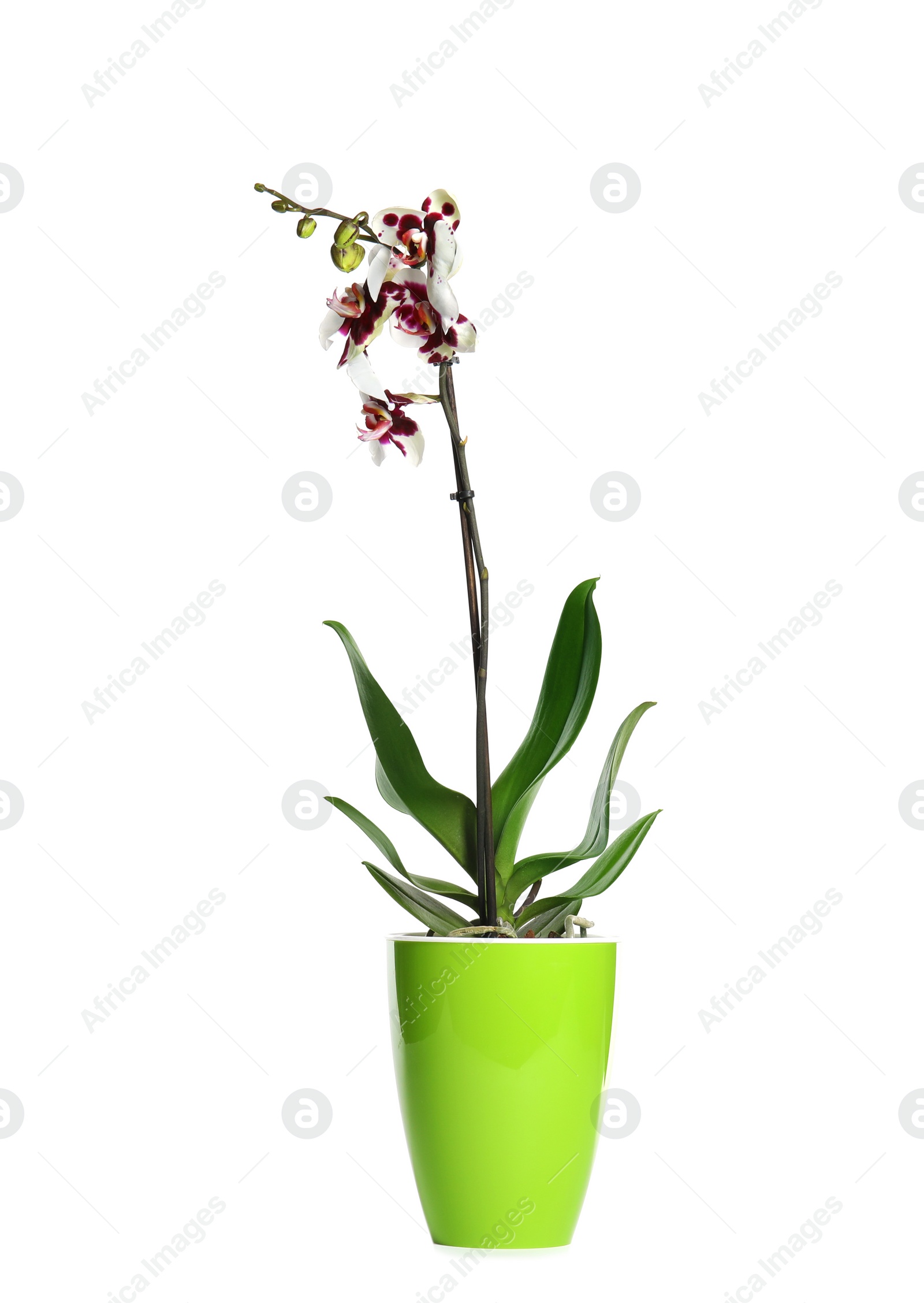 Photo of Beautiful tropical orchid flower in pot on white background